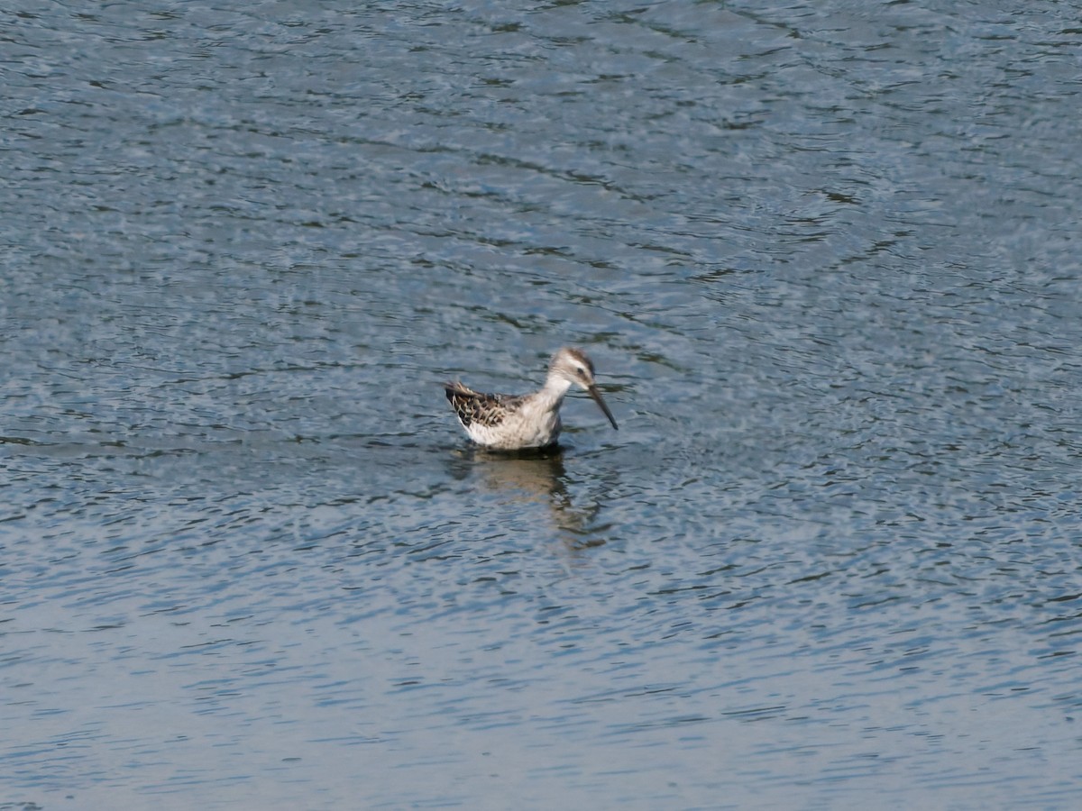 Stilt Sandpiper - ML640584135