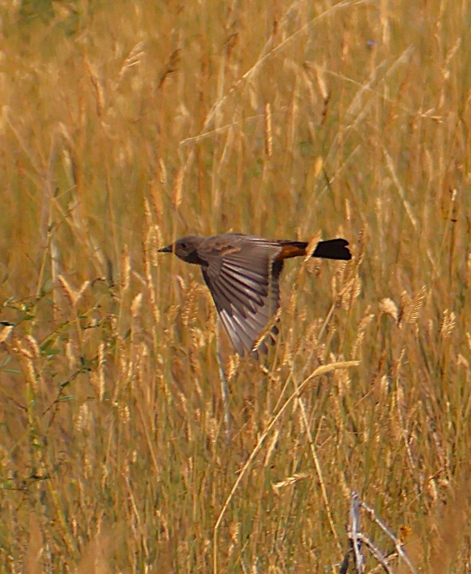 Mosquero Llanero - ML640584136