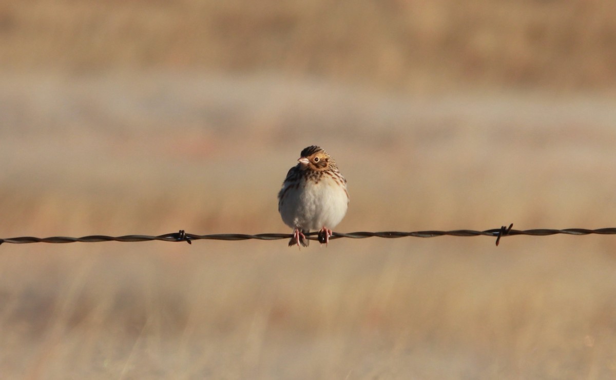 Baird's Sparrow - ML640584137