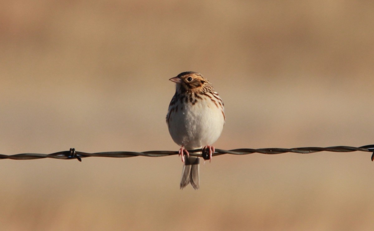 Baird's Sparrow - ML640584138