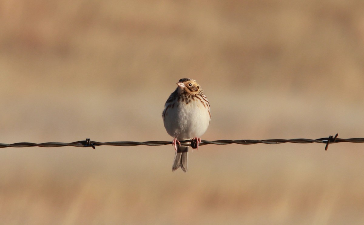 Baird's Sparrow - ML640584140