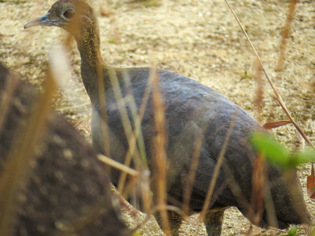 Solitary Tinamou - ML640584253