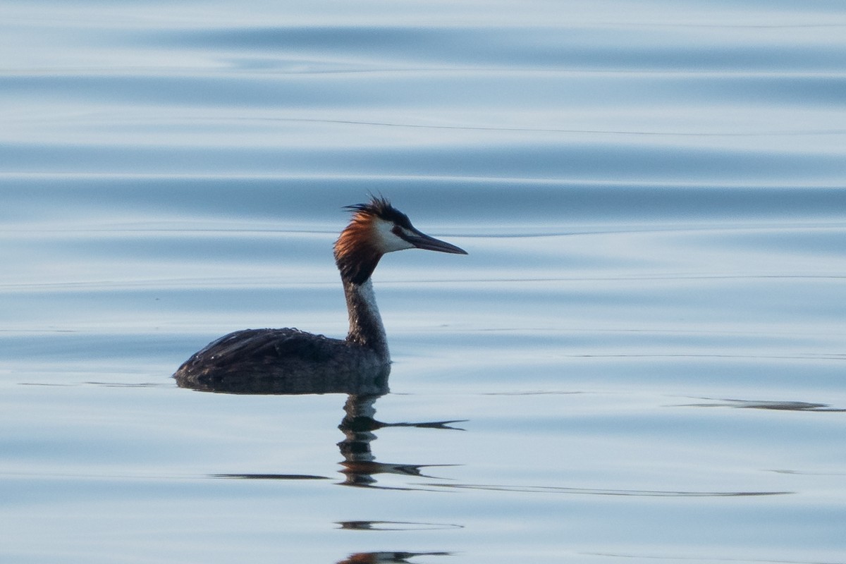 Great Crested Grebe - ML640584345