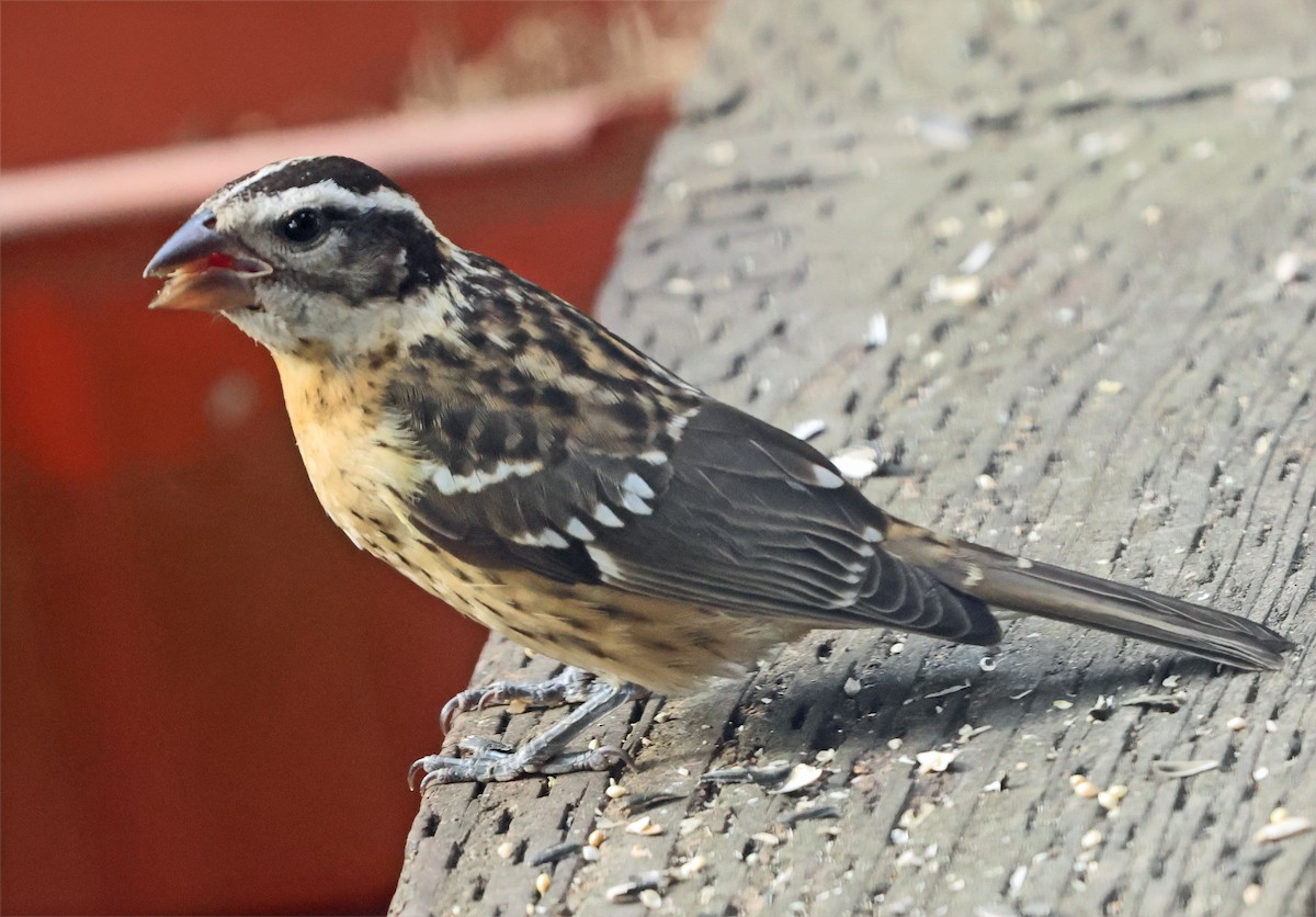 Black-headed Grosbeak - ML640584387