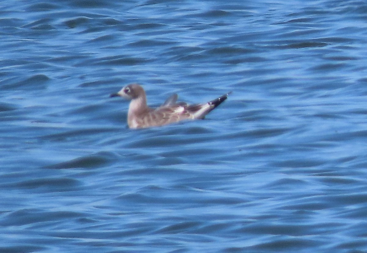 Franklin's Gull - ML640584414