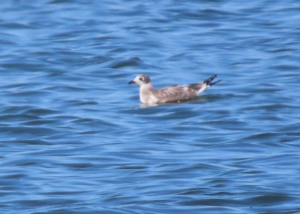 Franklin's Gull - ML640584424
