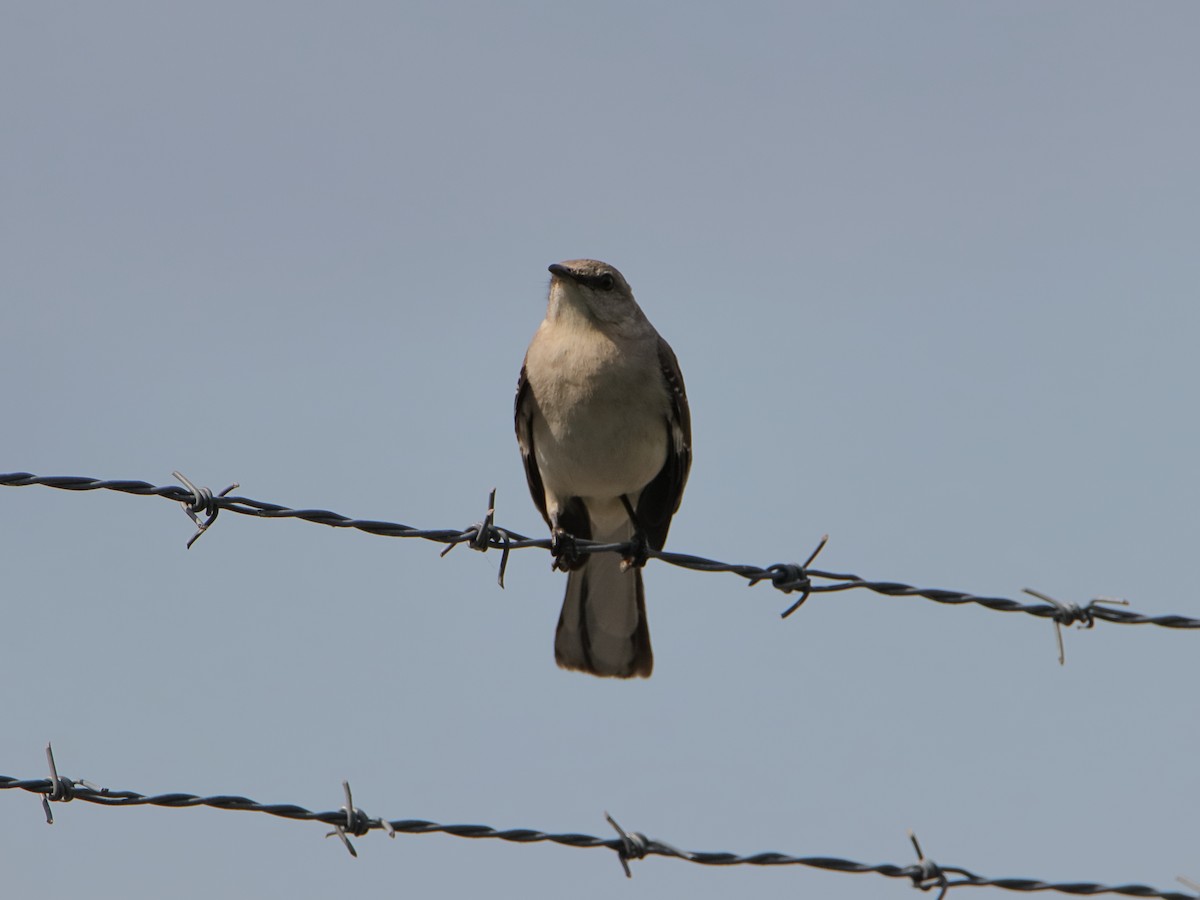 Northern Mockingbird - ML640584441