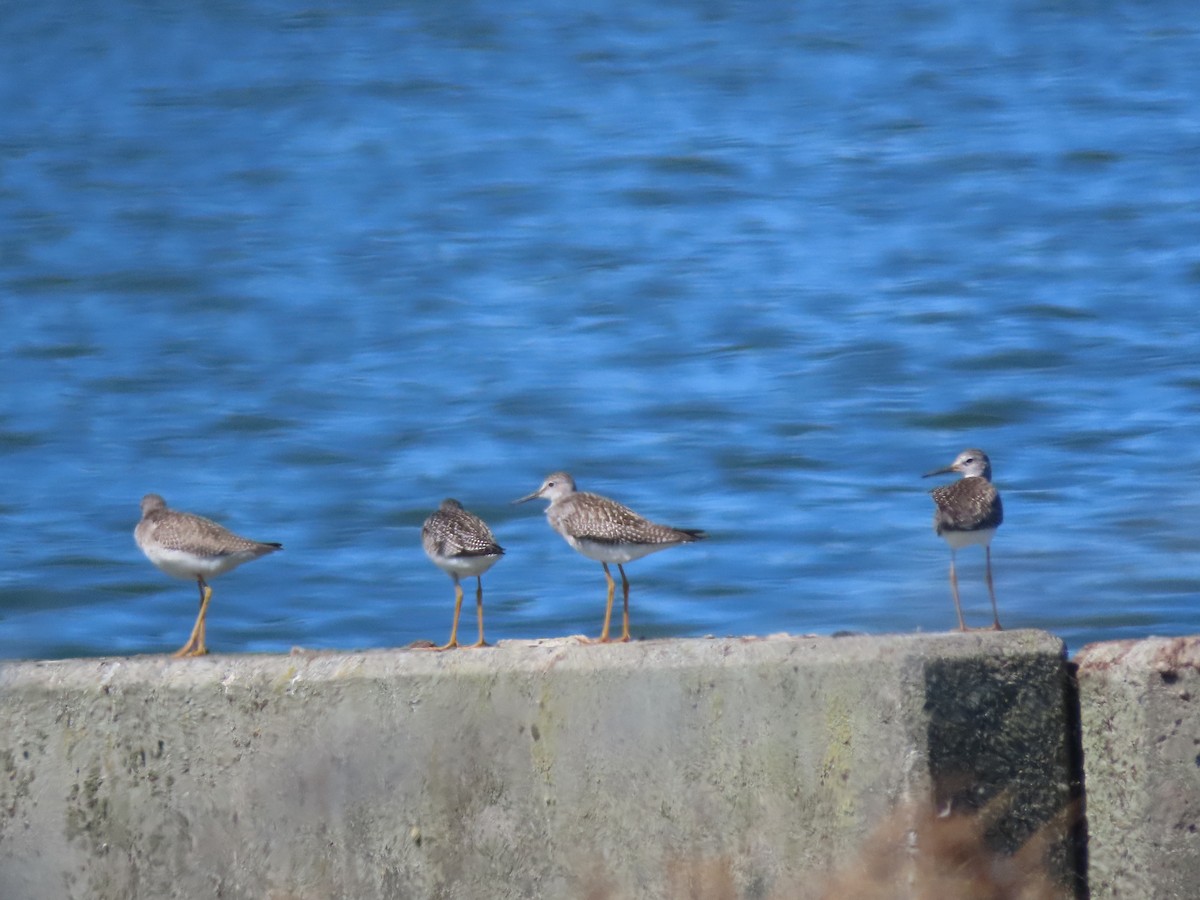 Greater Yellowlegs - ML640584443