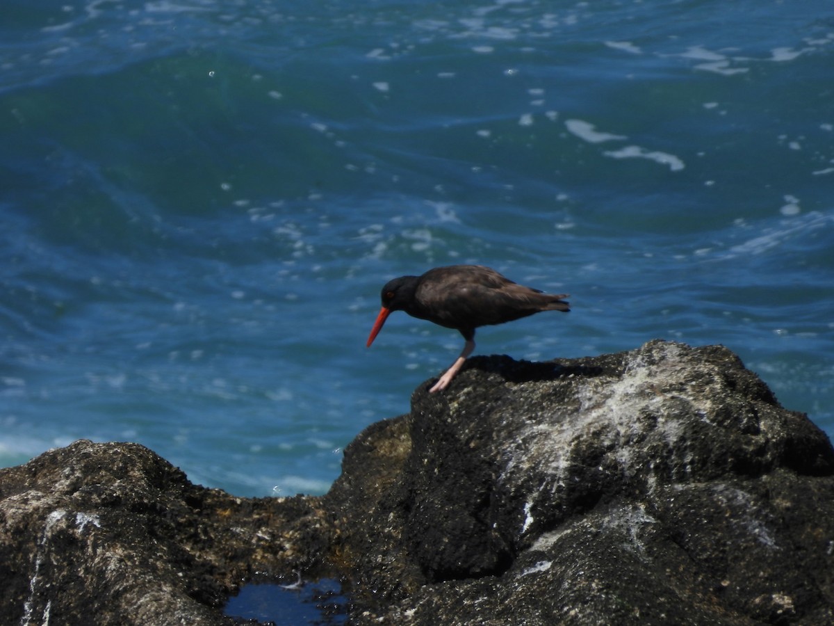 Black Oystercatcher - ML640584507
