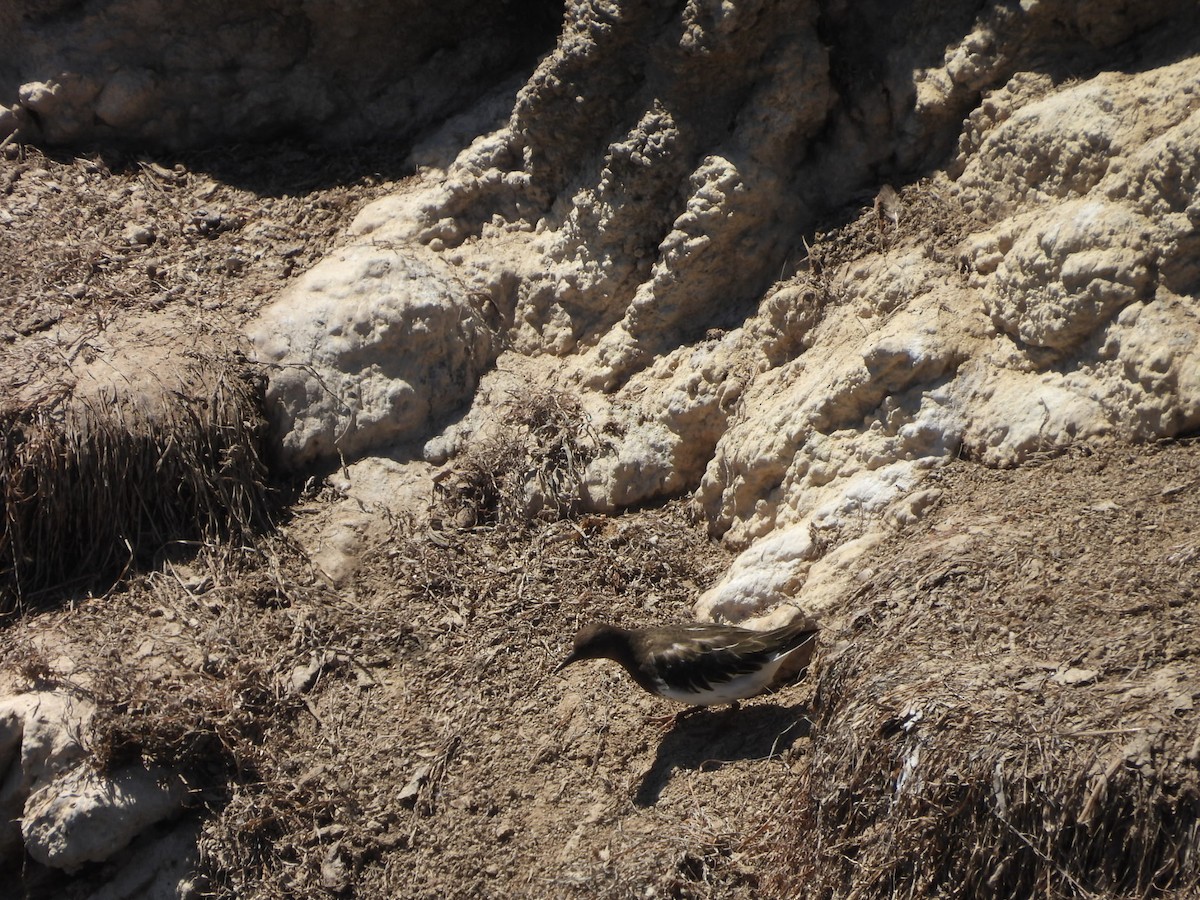 Black Turnstone - ML640584550
