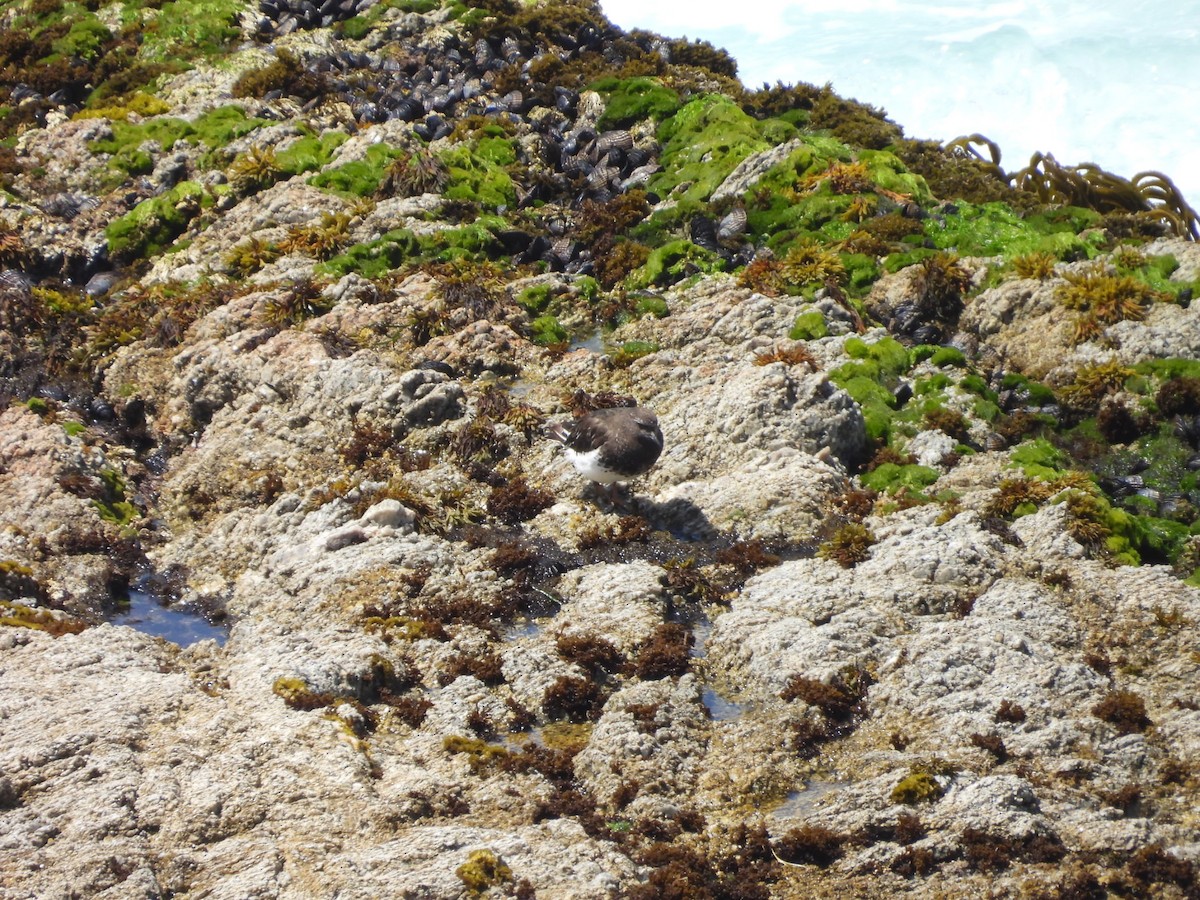 Black Turnstone - ML640584555