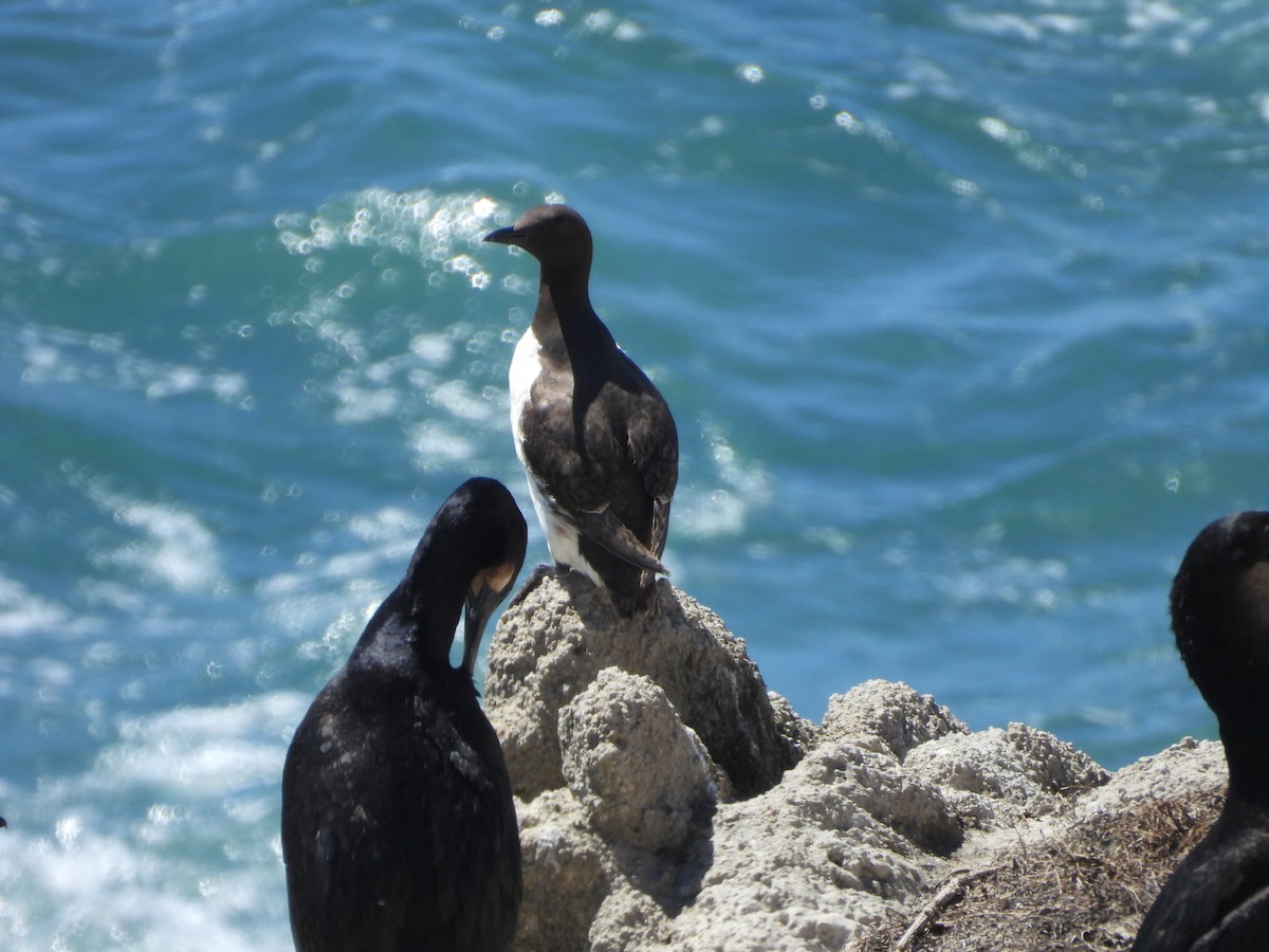 Common Murre - ML640584561