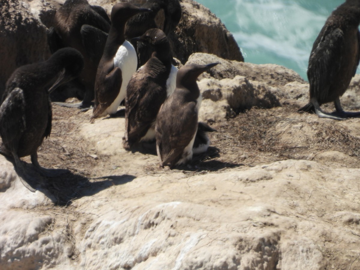 Common Murre - ML640584569