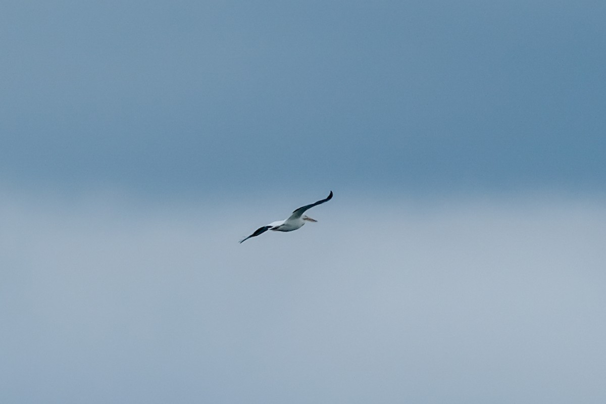 American White Pelican - ML640584584