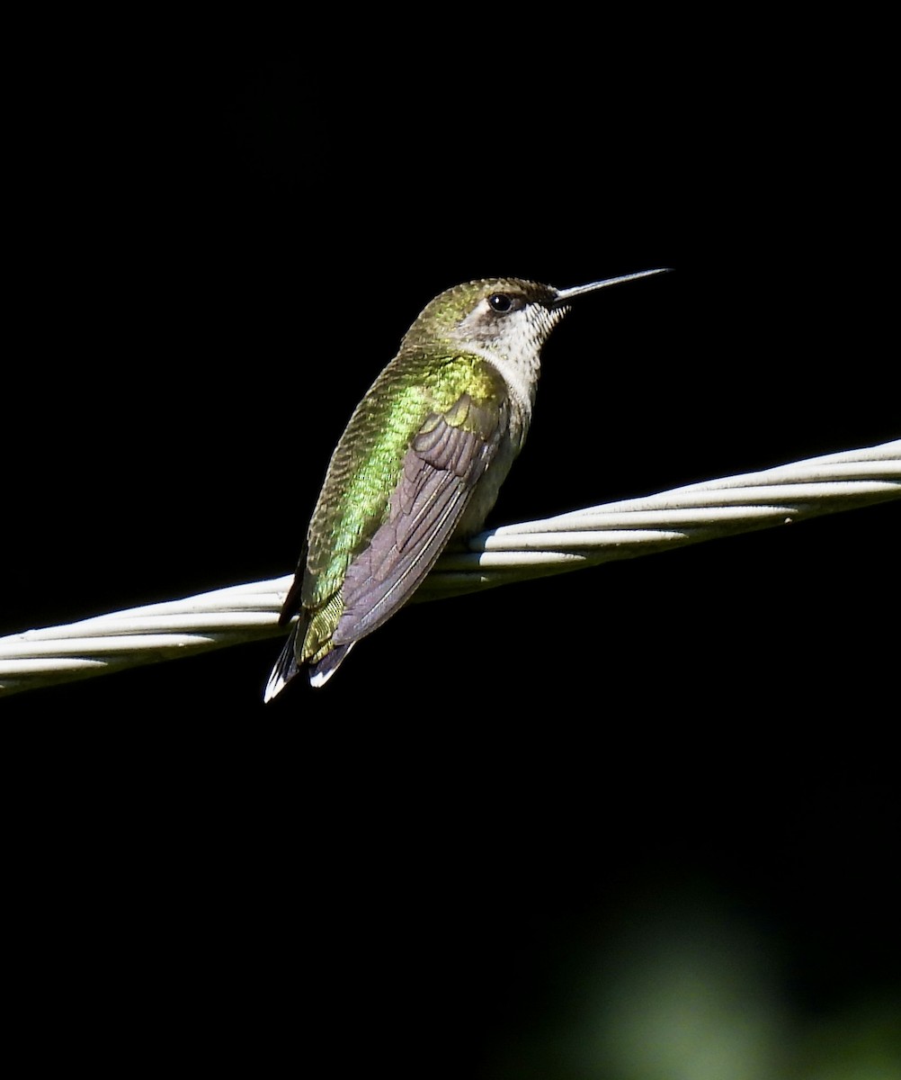 Ruby-throated Hummingbird - ML640584634