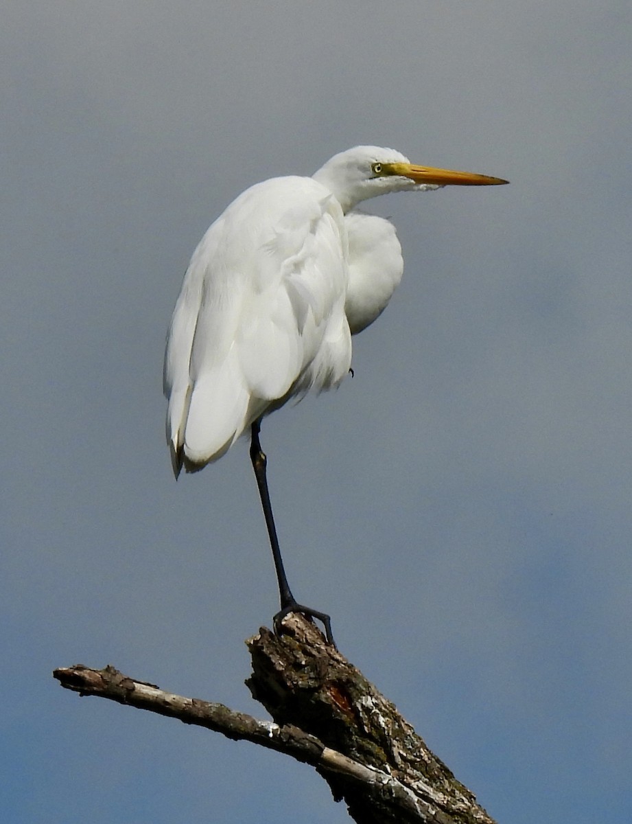 Цасч дэглий - ML640584644