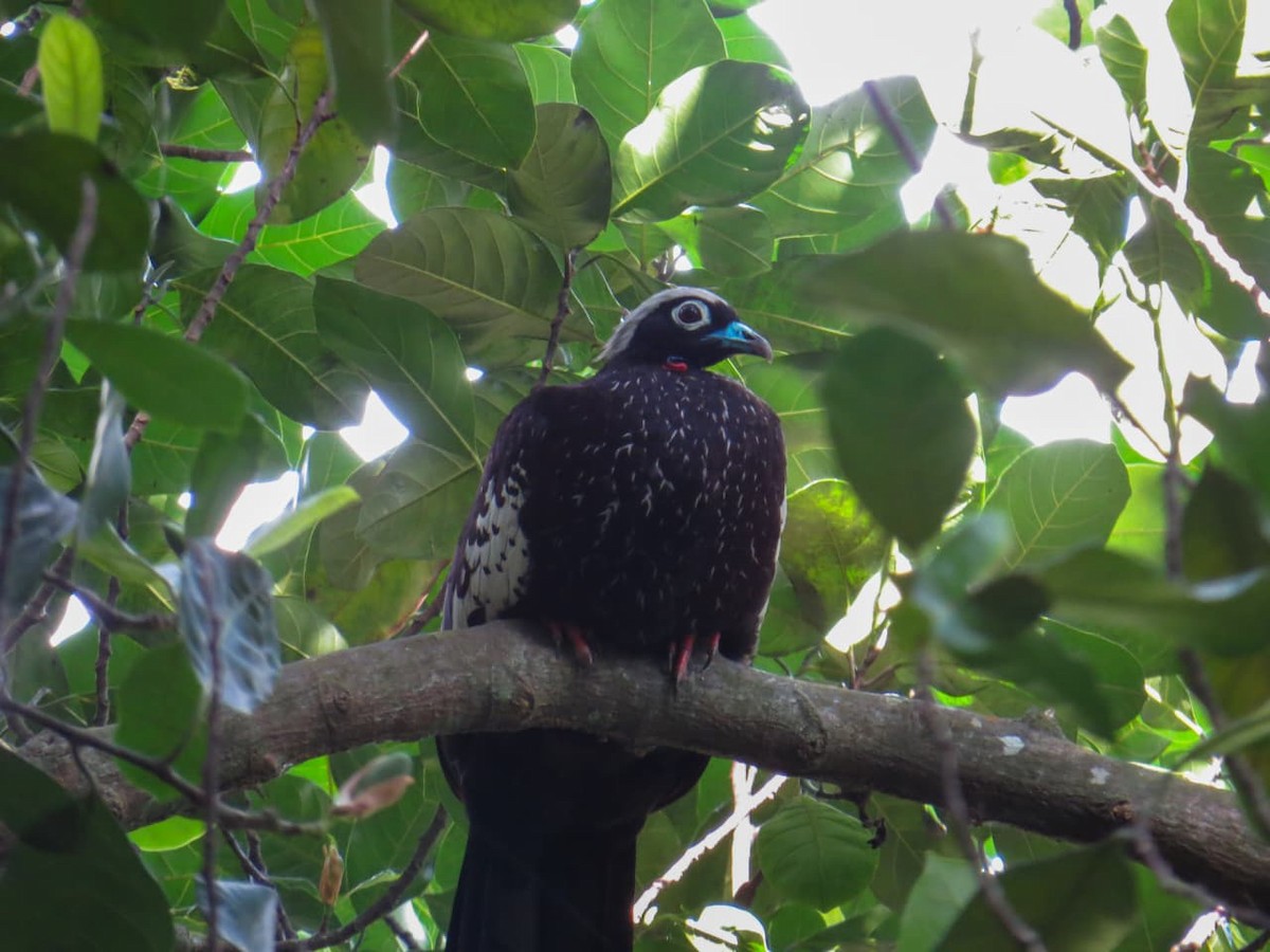 Black-fronted Piping-Guan - ML640584661