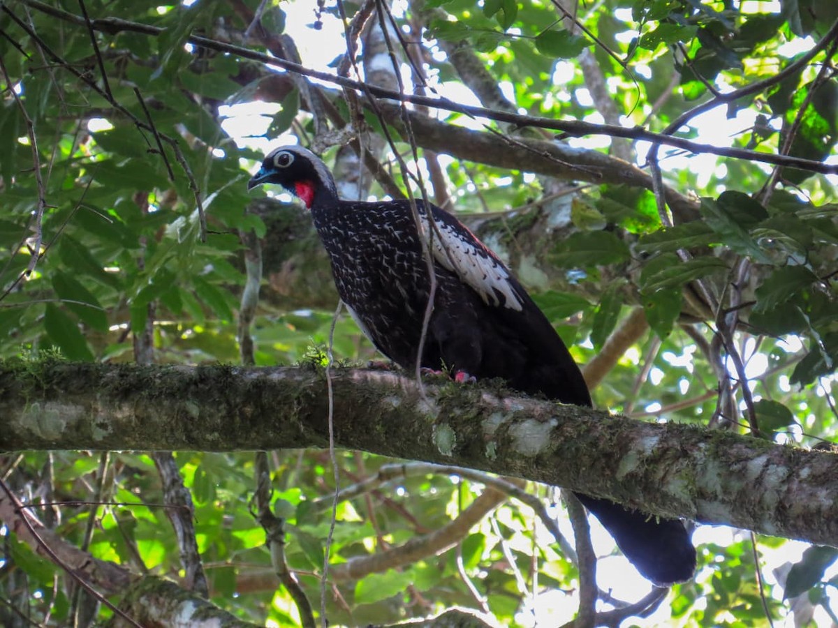 Black-fronted Piping-Guan - ML640584662