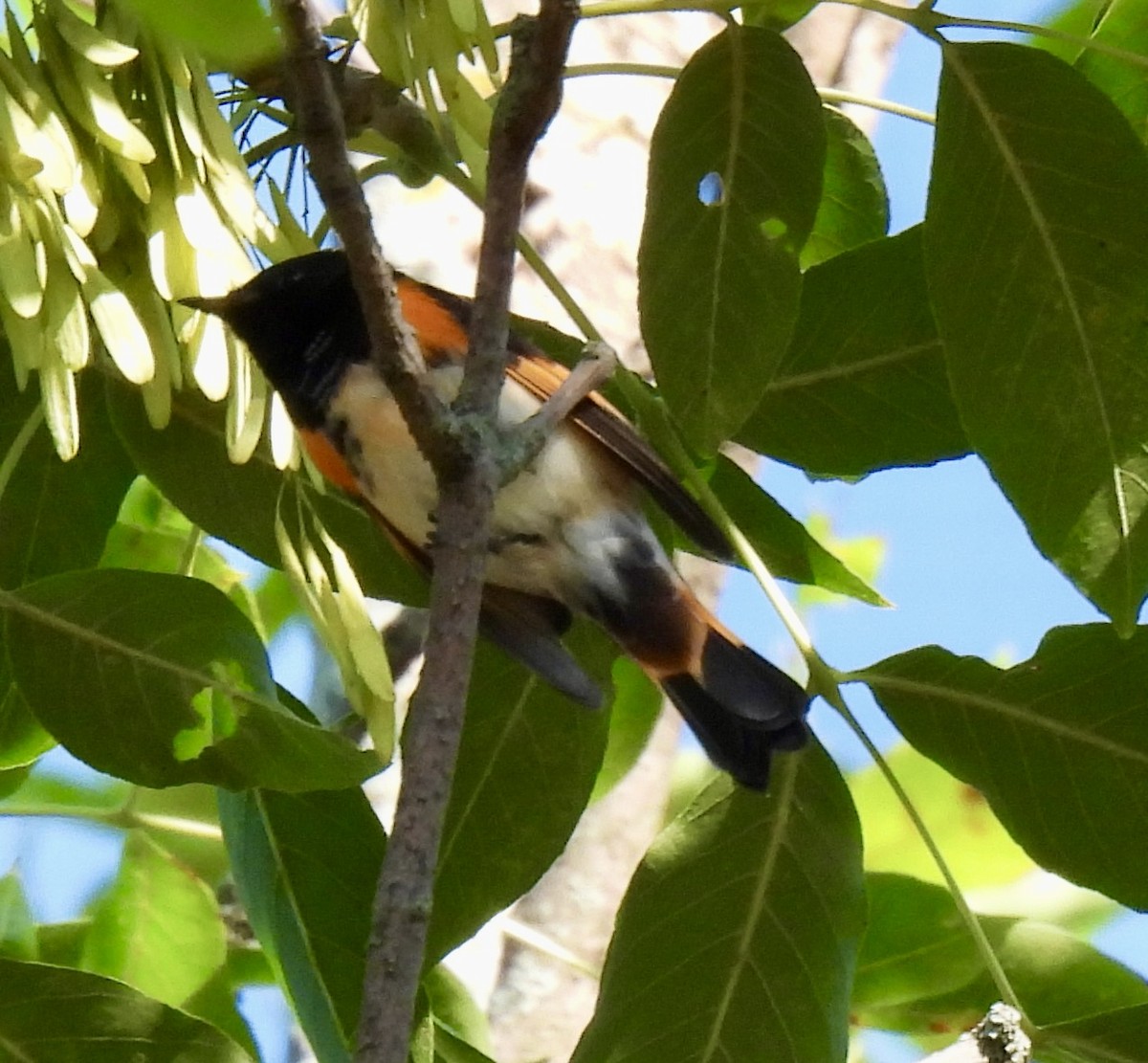 American Redstart - ML640584705