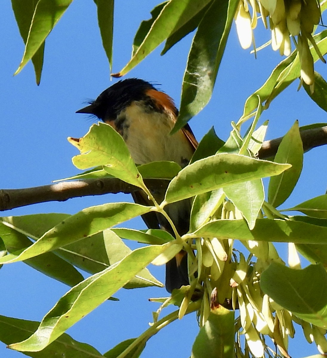American Redstart - ML640584706