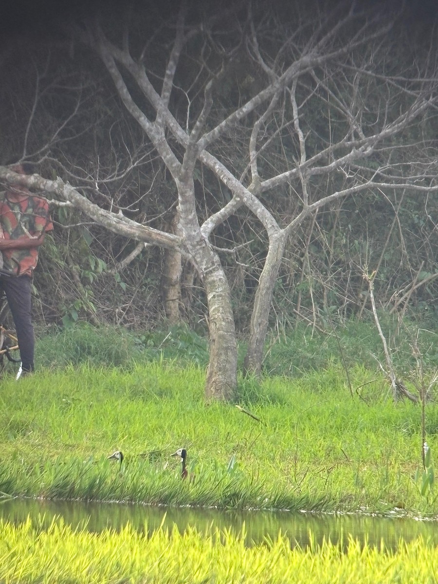 White-faced Whistling-Duck - ML640584720