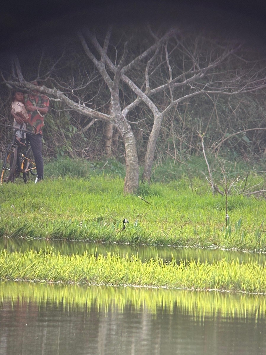 White-faced Whistling-Duck - ML640584721