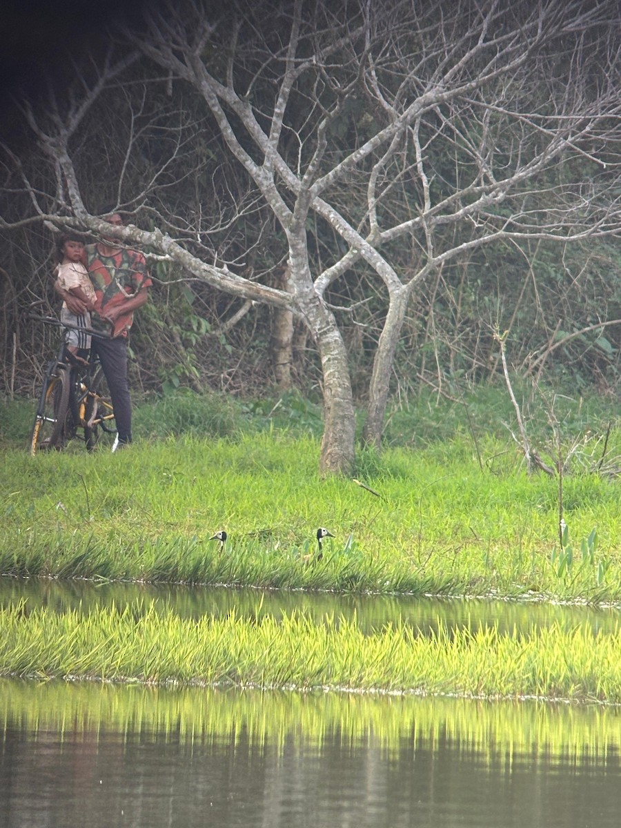 White-faced Whistling-Duck - ML640584722
