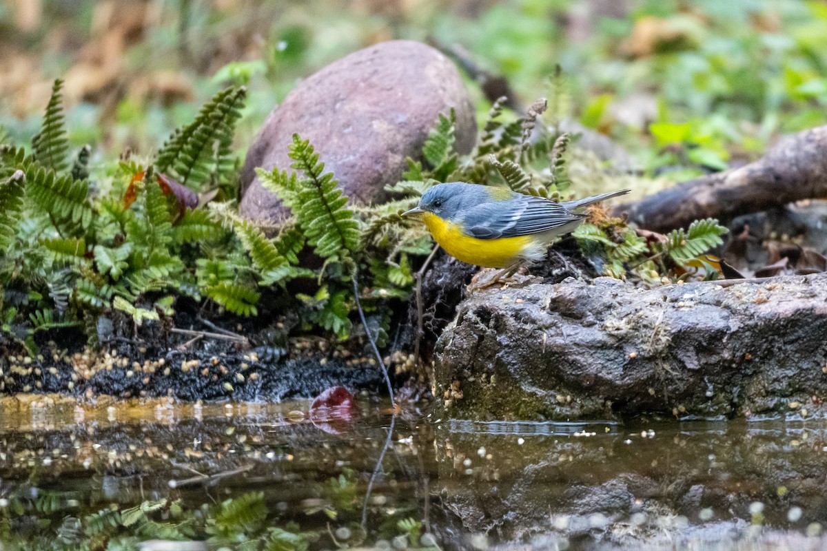 Parula Pitiayumí - ML640584771