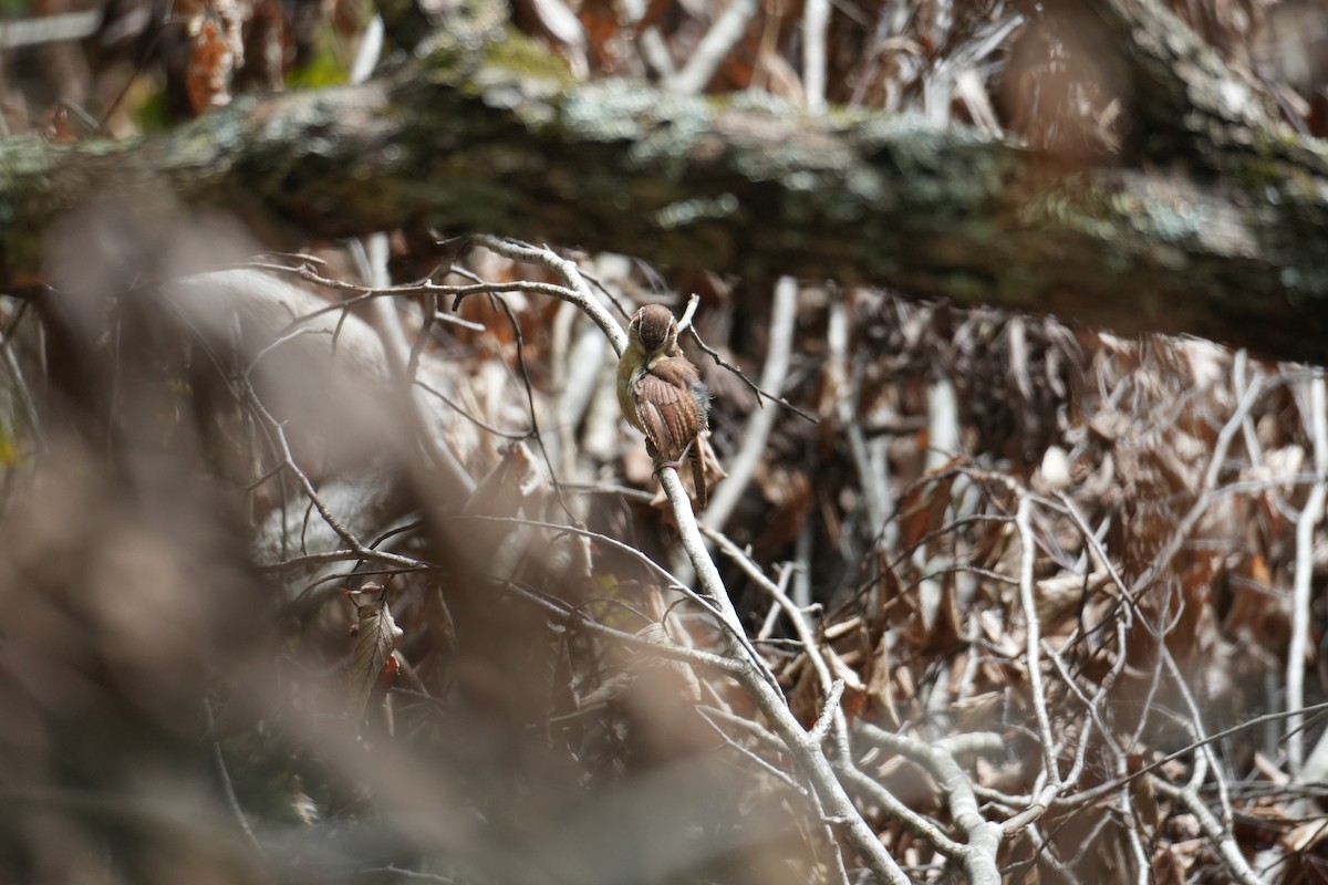 Carolina Wren - ML640584820