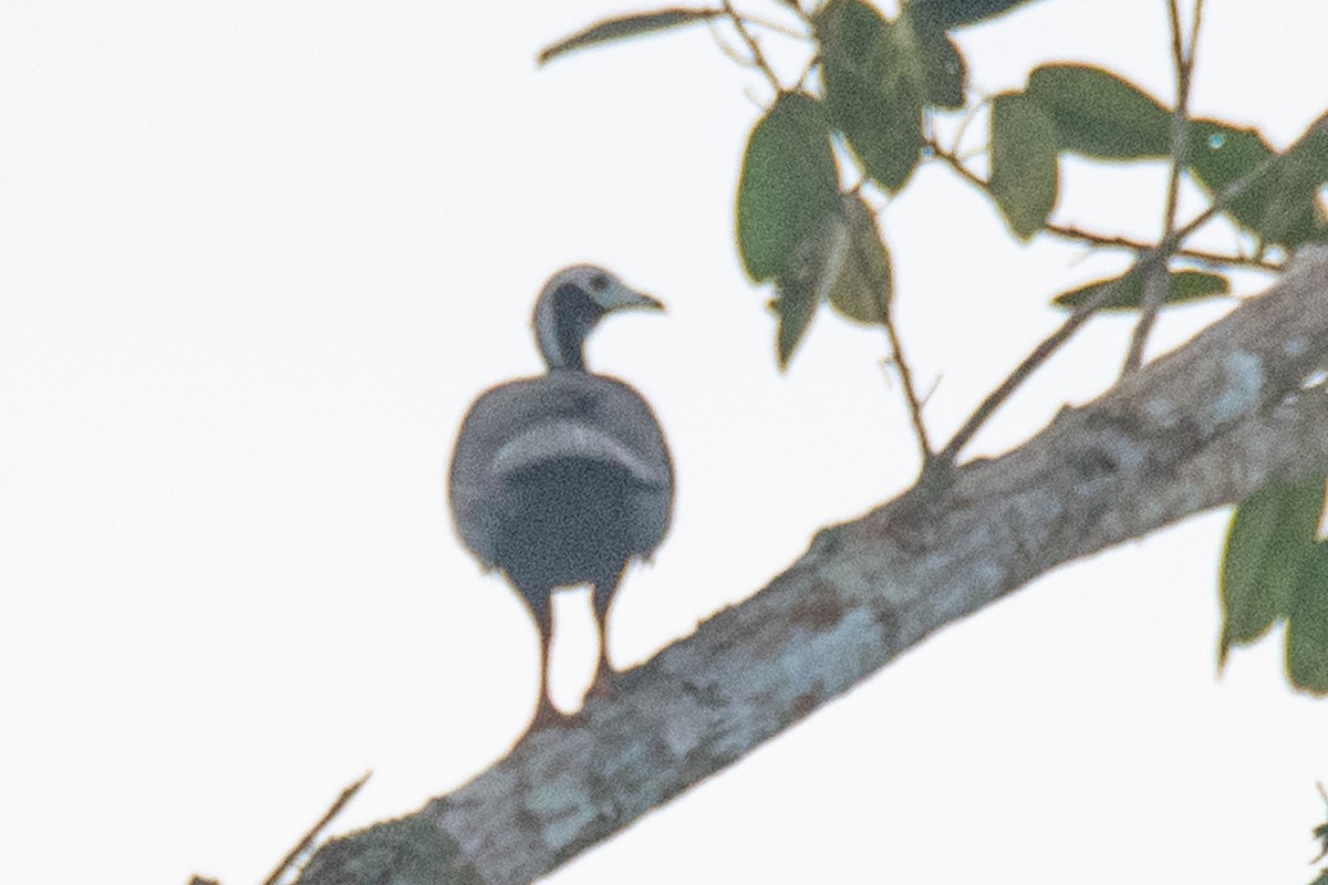 Blue-throated Piping-Guan - ML640584932