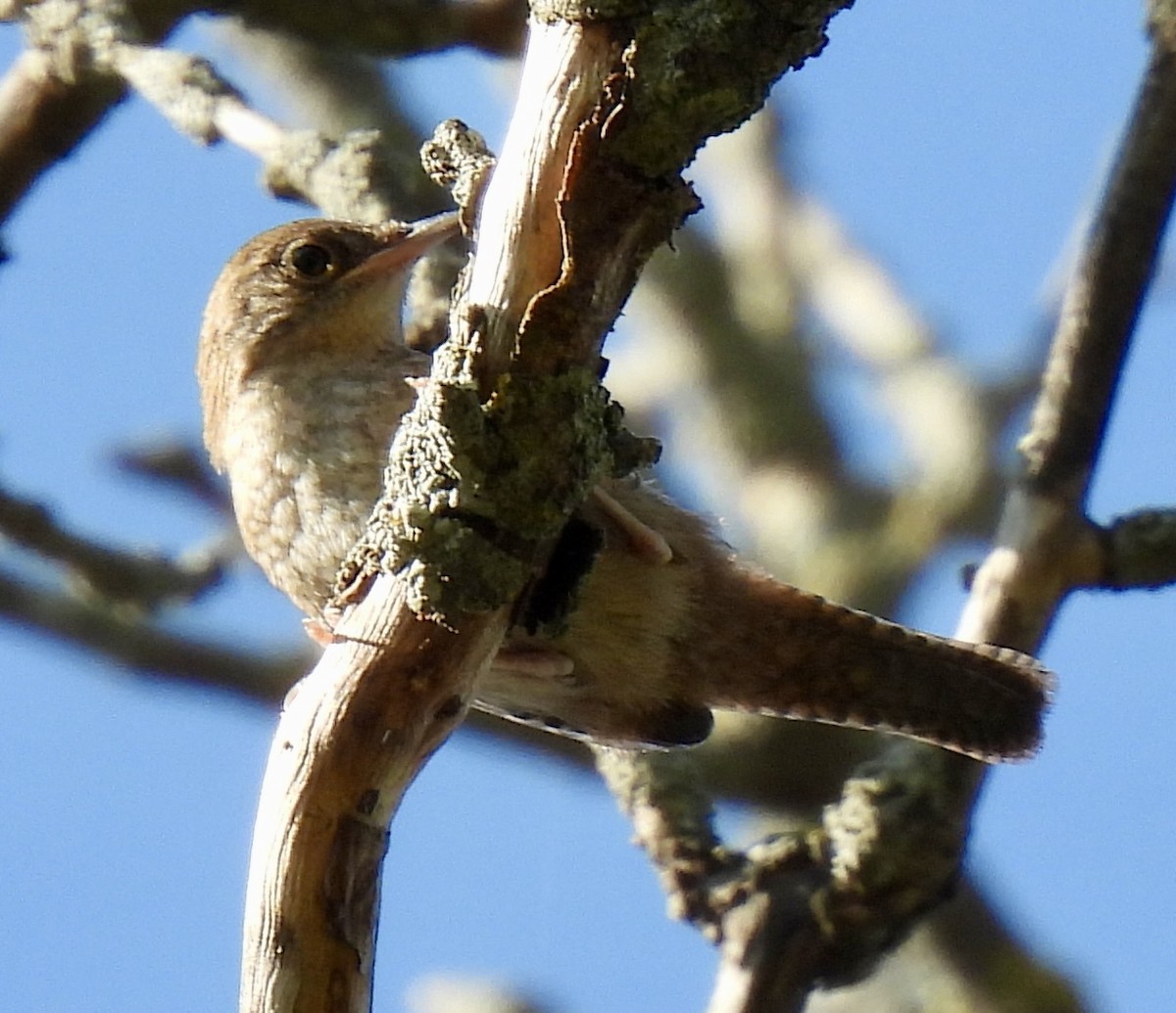 Northern House Wren - ML640584963