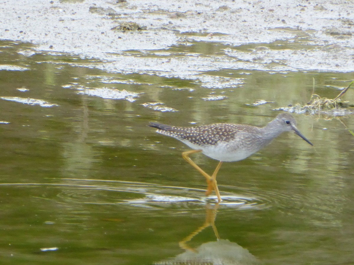 Greater Yellowlegs - ML640585022