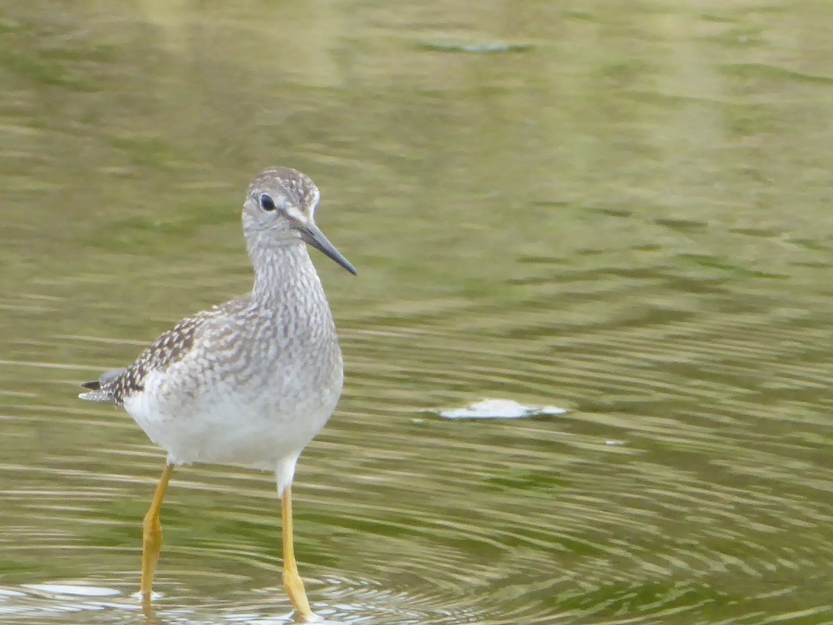Greater Yellowlegs - ML640585023