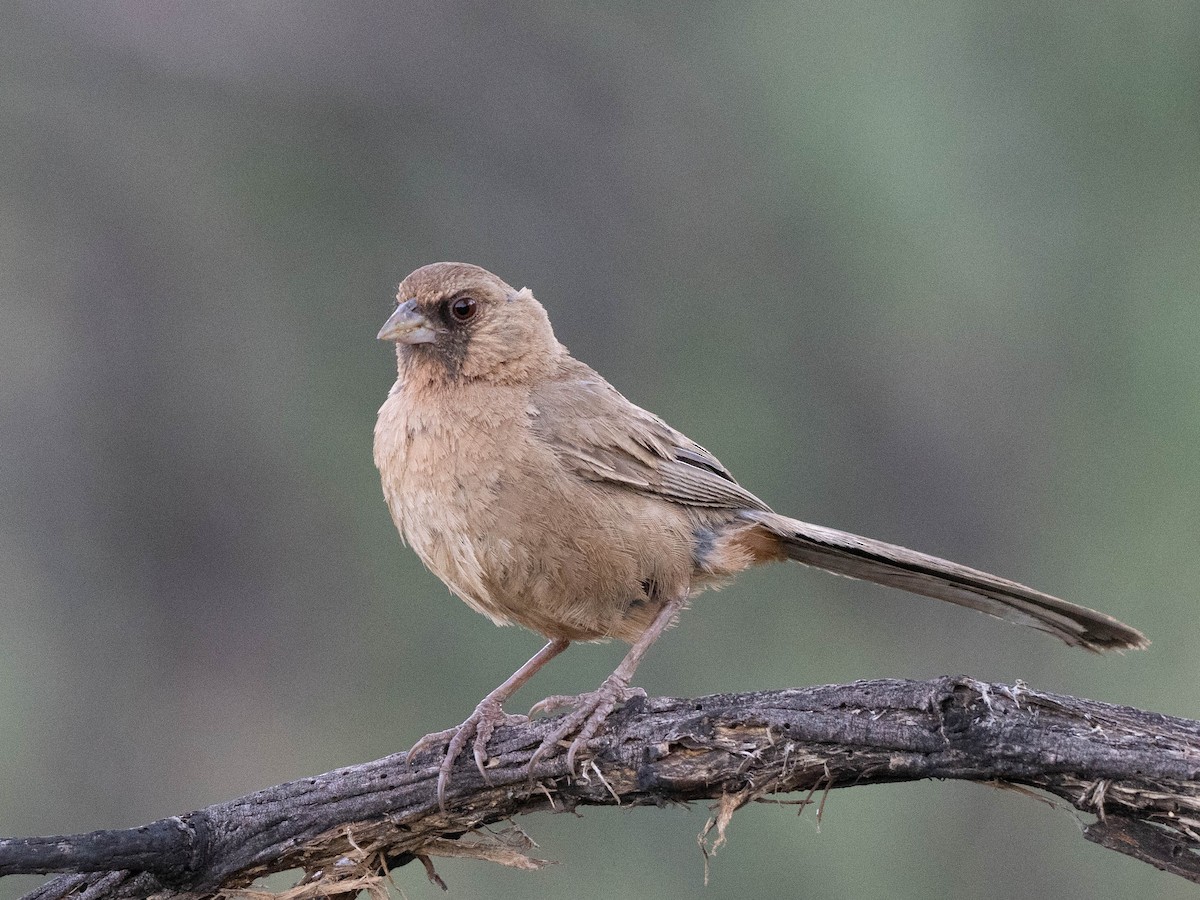 Abert's Towhee - ML640585104
