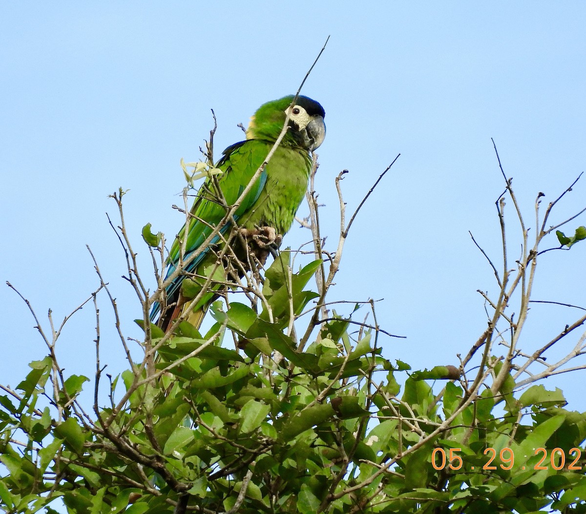 Yellow-collared Macaw - ML640585187