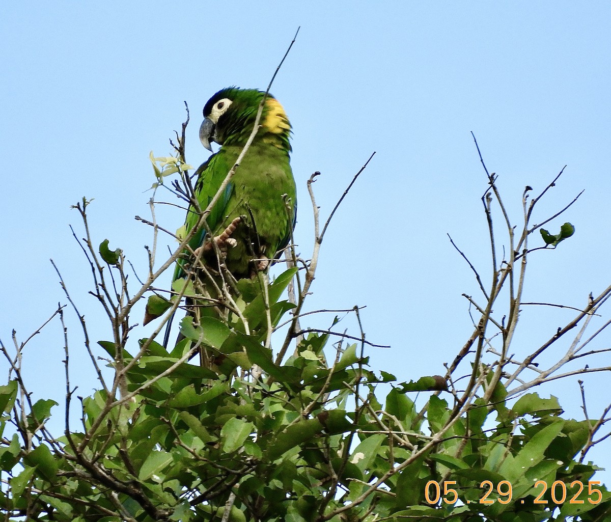 Yellow-collared Macaw - ML640585188