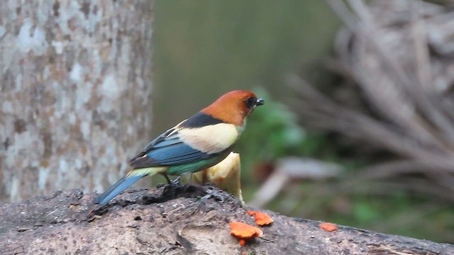 Black-backed Tanager - ML640585214