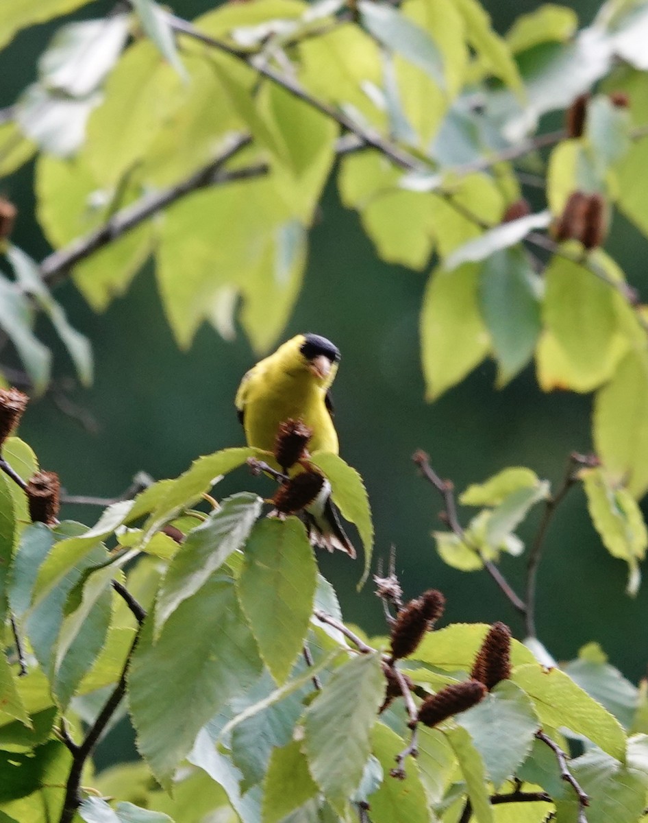American Goldfinch - ML640585217