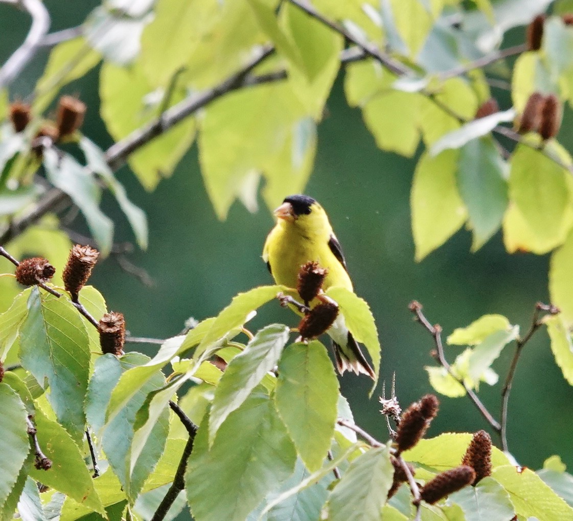 American Goldfinch - ML640585218