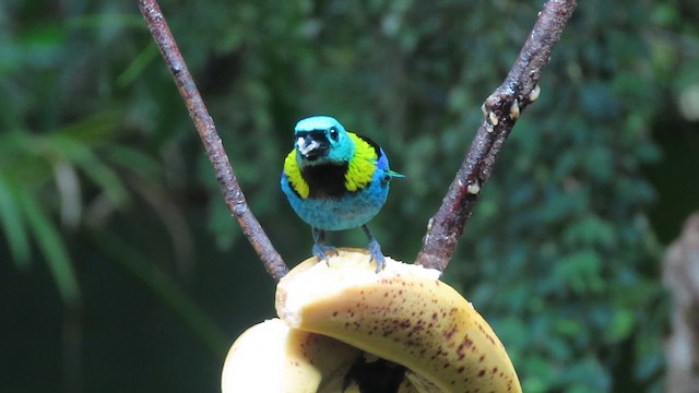 Green-headed Tanager - ML640585244