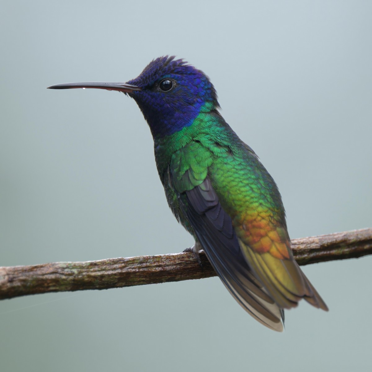 Golden-tailed Sapphire - ML640585249