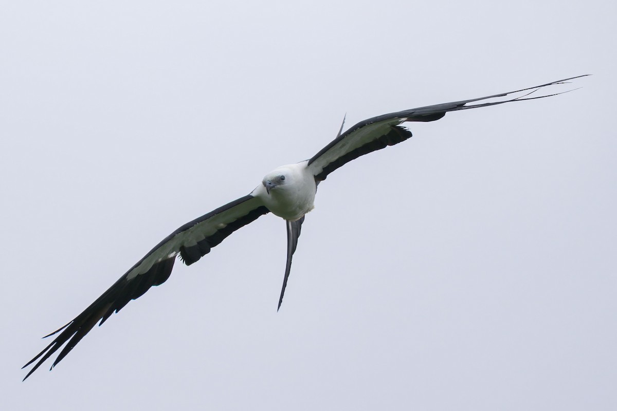 דאה אמריקנית - ML640585250