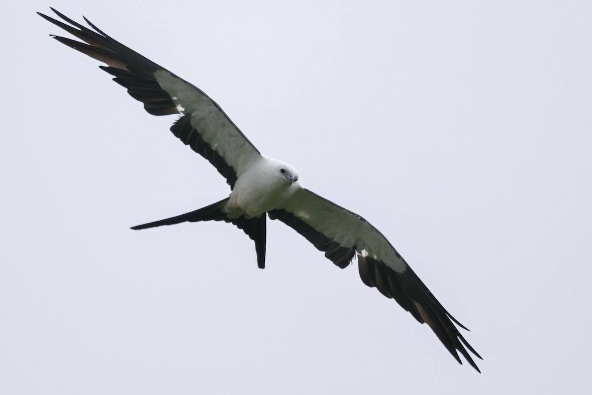 דאה אמריקנית - ML640585251