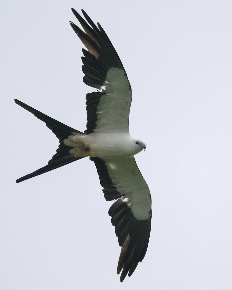 דאה אמריקנית - ML640585255