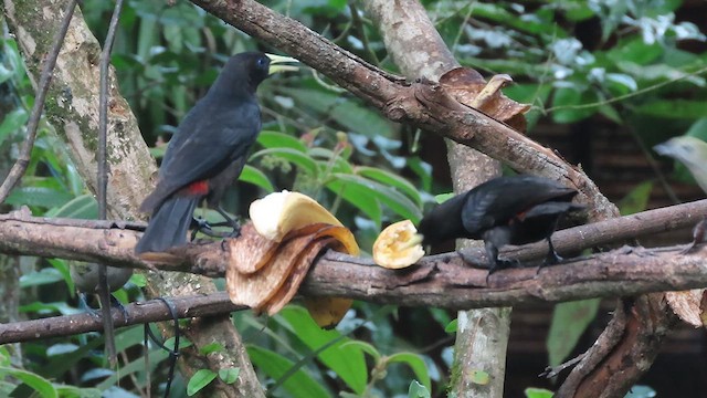 Red-rumped Cacique - ML640585301