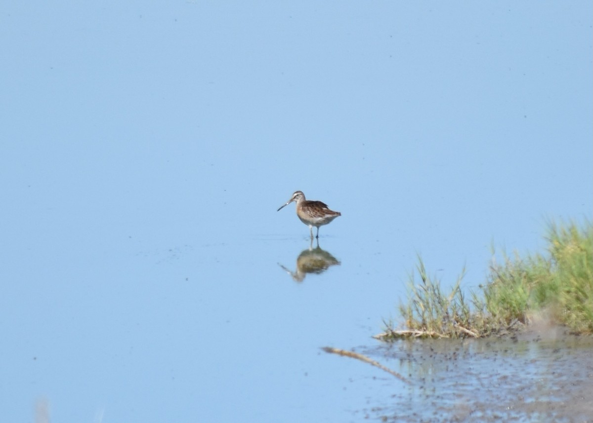 Short-billed Dowitcher - ML640585342