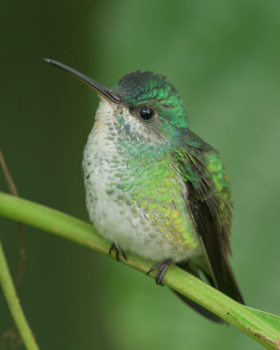 Golden-tailed Sapphire - ML640585345