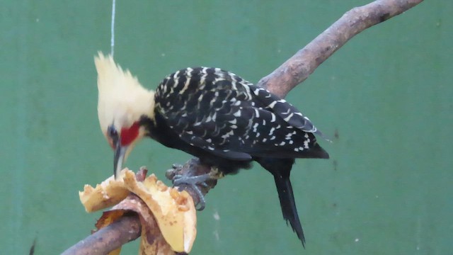 Blond-crested Woodpecker - ML640585362