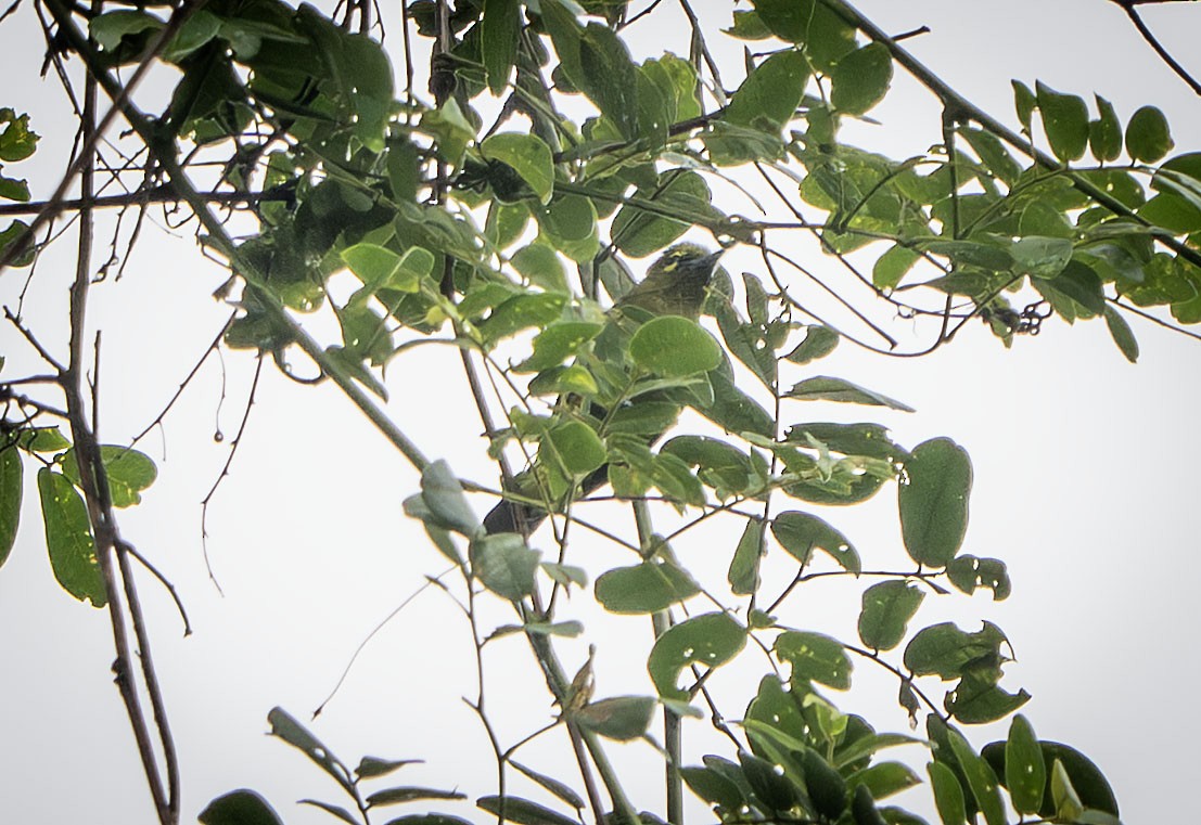 Green Iora - ML640585376