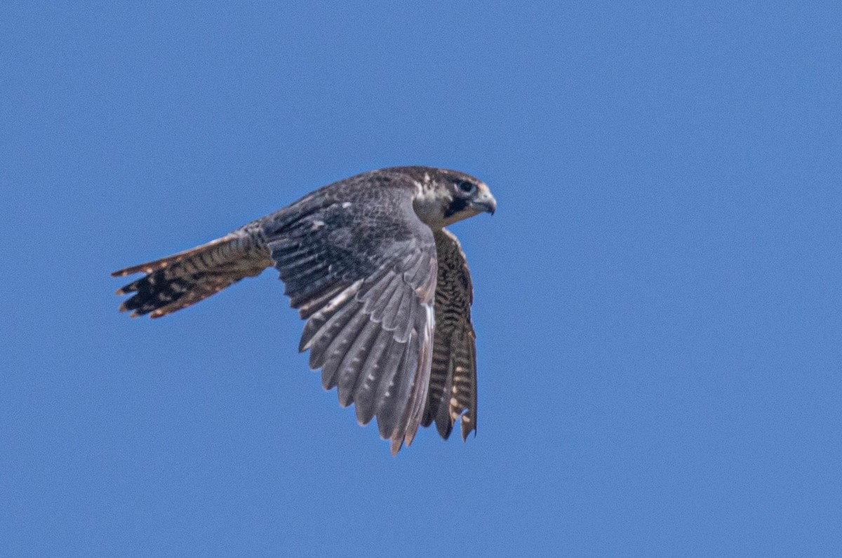 Peregrine Falcon - ML640585398